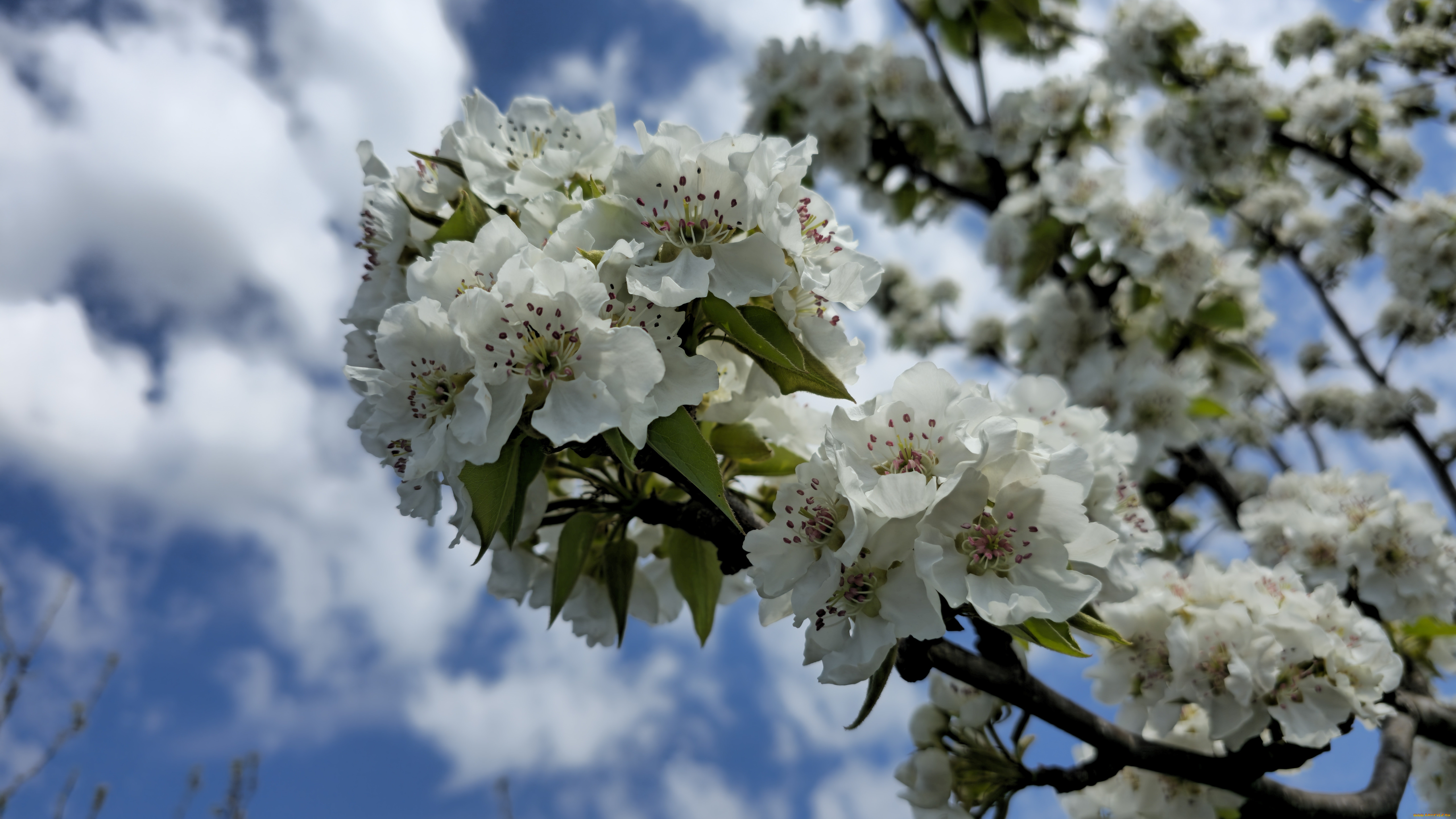 �����, �������� ������� ,  ����������